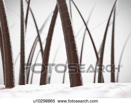 Stock Photography - Human hair, computer illustration.. Fotosearch