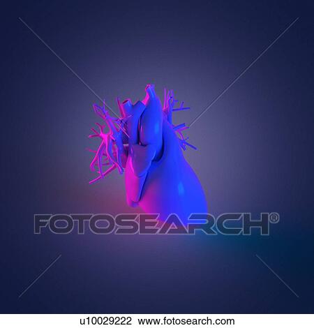 Human heart, computer illustration. View Large Photo Image Stock Image - Human heart, computer illustration.. Fotosearch