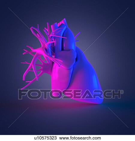 Human heart, computer illustration. View Large Photo Image Stock Image - Human heart, computer illustration.. Fotosearch
