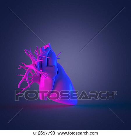 Stock Image - Human heart, computer illustration.. Fotosearch