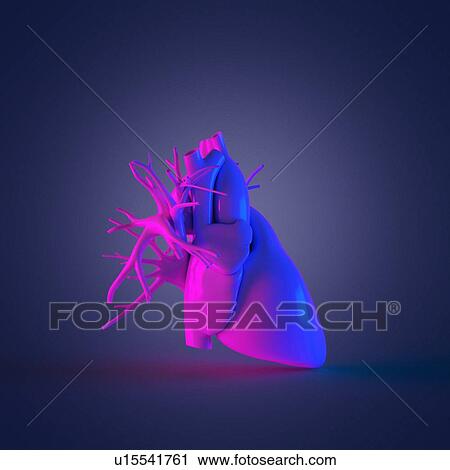 Stock Image - Human heart, computer illustration.. Fotosearch