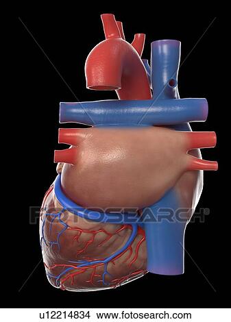 Human heart, illustration View Large Photo Image Picture - Human heart, illustration. Fotosearch