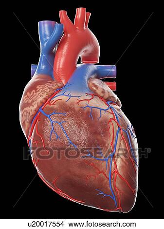 Picture - Human heart, illustration. Fotosearch