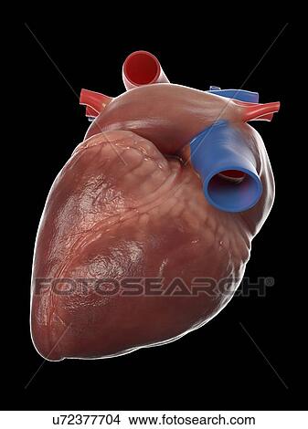 Picture - Human heart, illustration. Fotosearch