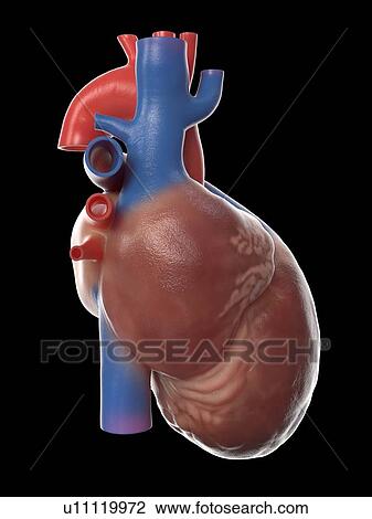 Stock Image - Human heart, illustration. Fotosearch