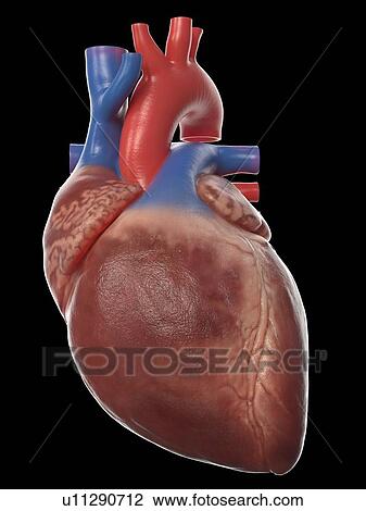 Stock Image - Human heart, illustration. Fotosearch