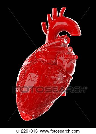 Stock Image - Human heart, illustration. Fotosearch
