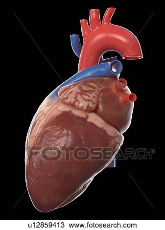 Human heart, illustration View Large Photo Image Stock Image - Human heart, illustration. Fotosearch