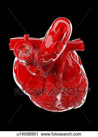Human heart, illustration View Large Photo Image Stock Image - Human heart, illustration. Fotosearch