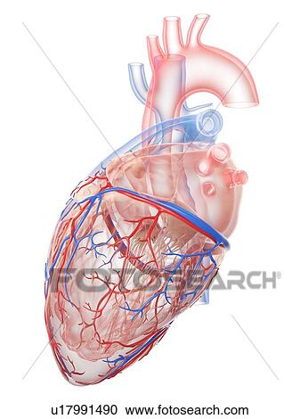 Stock Image - Human heart, illustration. Fotosearch