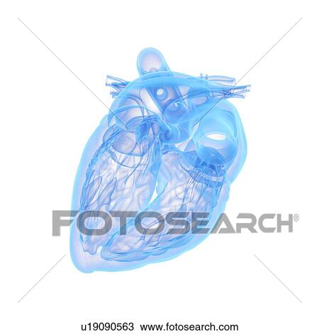Human heart, illustration View Large Photo Image Stock Image - Human heart, illustration. Fotosearch