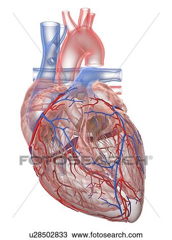 Human heart, illustration View Large Photo Image Stock Image - Human heart, illustration. Fotosearch