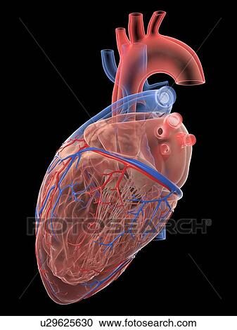 Human heart, illustration View Large Photo Image Stock Image - Human heart, illustration. Fotosearch