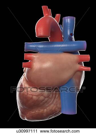 Human heart, illustration View Large Photo Image Stock Image - Human heart, illustration. Fotosearch