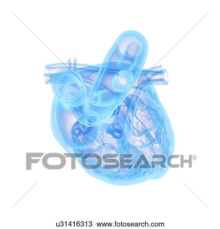 Stock Image - Human heart, illustration. Fotosearch