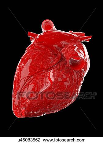 Human heart, illustration View Large Photo Image Stock Image - Human heart, illustration. Fotosearch