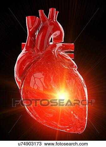 Human heart, illustration View Large Photo Image Stock Image - Human heart, illustration. Fotosearch