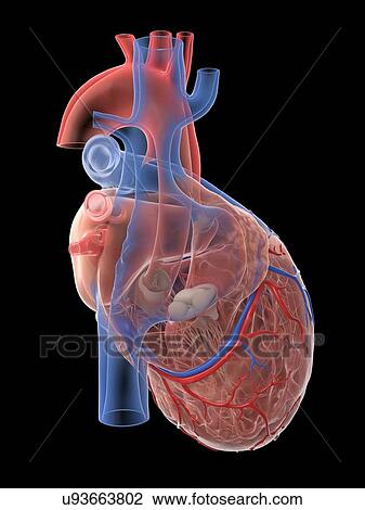 Stock Image - Human heart, illustration. Fotosearch