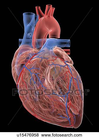 Human heart, illustration View Large Photo Image Stock Photo - Human heart, illustration. Fotosearch