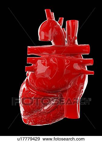 Human heart, illustration View Large Photo Image Stock Photo - Human heart, illustration. Fotosearch