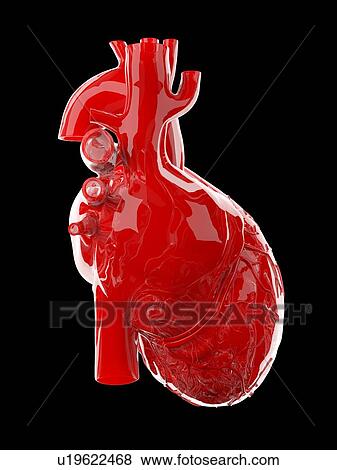 Human heart, illustration View Large Photo Image Stock Photo - Human heart, illustration. Fotosearch