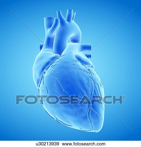 Human heart, illustration View Large Photo Image Stock Photo - Human heart, illustration. Fotosearch