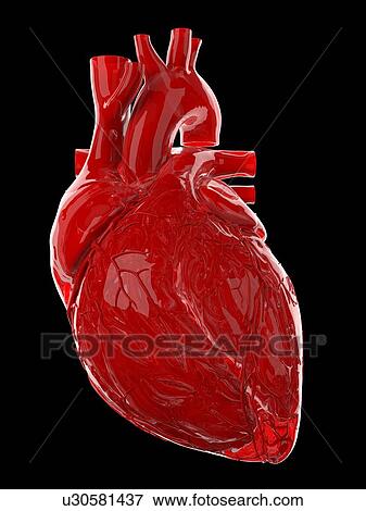 Human heart, illustration View Large Photo Image Stock Photo - Human heart, illustration. Fotosearch