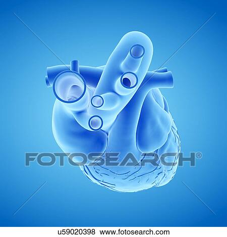 Stock Photo - Human heart, illustration. Fotosearch