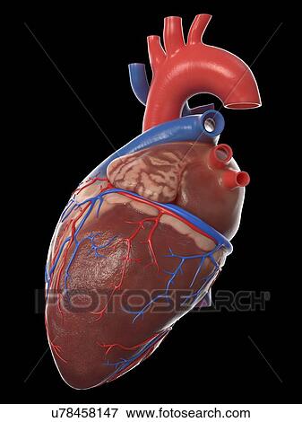 Human heart, illustration View Large Photo Image Stock Photo - Human heart, illustration. Fotosearch