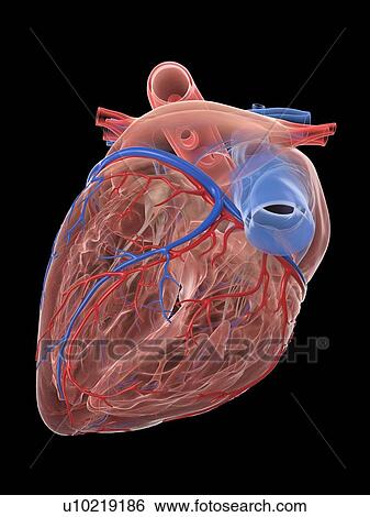 Stock Photograph - Human heart, illustration. Fotosearch