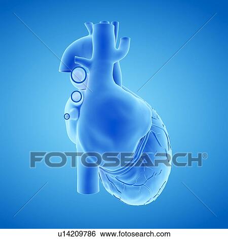 Human heart, illustration View Large Photo Image Stock Photograph - Human heart, illustration. Fotosearch