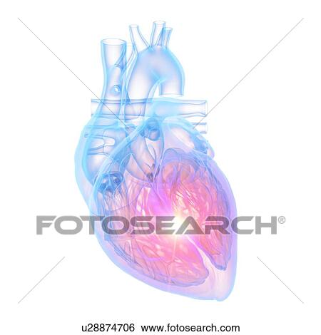 Human heart, illustration View Large Photo Image Stock Photograph - Human heart, illustration. Fotosearch