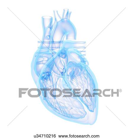 Human heart, illustration View Large Photo Image Stock Photograph - Human heart, illustration. Fotosearch