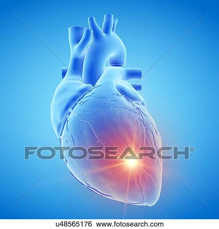 Human heart, illustration View Large Photo Image Stock Photograph - Human heart, illustration. Fotosearch