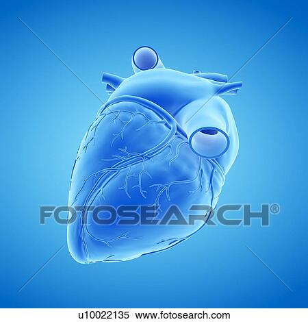 Human heart, illustration View Large Photo Image Stock Photography - Human heart, illustration. Fotosearch