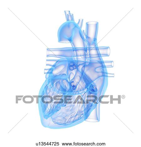 Human heart, illustration View Large Photo Image Stock Photography - Human heart, illustration. Fotosearch
