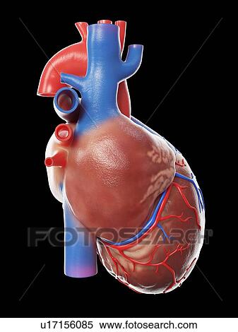 Stock Photography - Human heart, illustration. Fotosearch