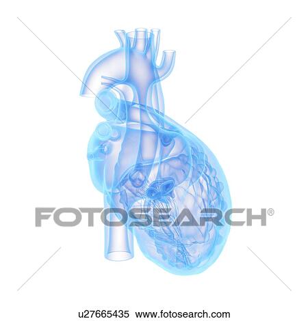 Human heart, illustration View Large Photo Image Stock Photography - Human heart, illustration. Fotosearch