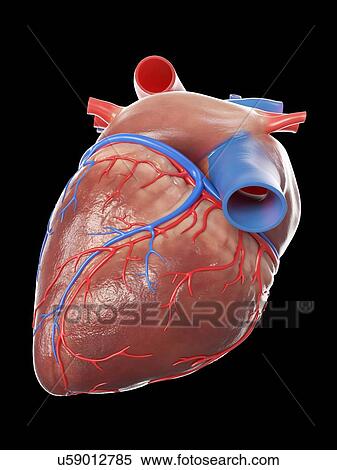 Human heart, illustration View Large Photo Image Stock Photography - Human heart, illustration. Fotosearch