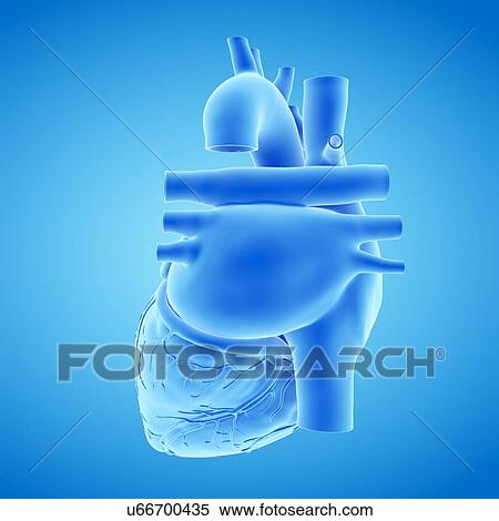 Human heart, illustration View Large Photo Image Stock Photography - Human heart, illustration. Fotosearch