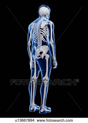 Human skeleton, illustration View Large Photo Image Picture - Human skeleton, illustration. Fotosearch