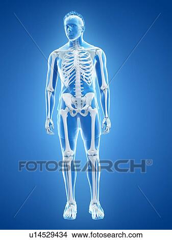 Picture - Human skeleton, illustration. Fotosearch