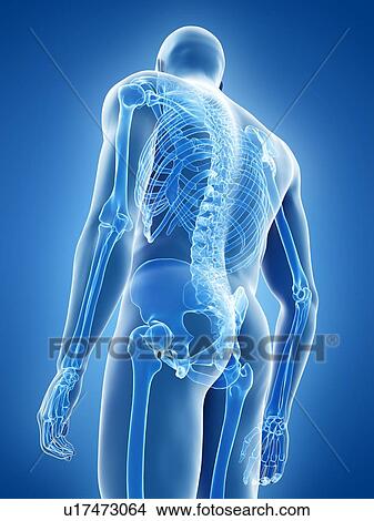 Picture - Human skeleton, illustration. Fotosearch