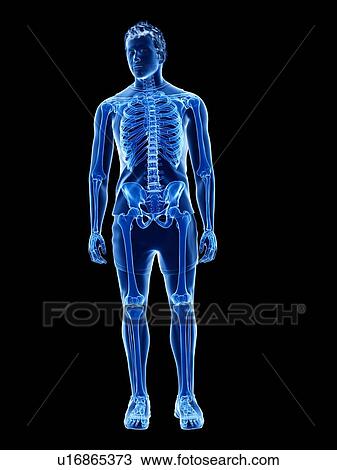 Human skeleton, illustration View Large Photo Image Stock Image - Human skeleton, illustration. Fotosearch