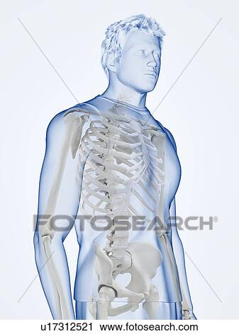 Human skeleton, illustration View Large Photo Image Stock Image - Human skeleton, illustration. Fotosearch