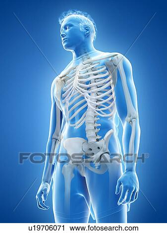 Stock Image - Human skeleton, illustration. Fotosearch