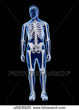 Stock Image - Human skeleton, illustration. Fotosearch