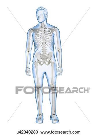 Human skeleton, illustration View Large Photo Image Stock Image - Human skeleton, illustration. Fotosearch