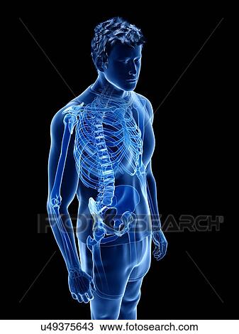 Stock Image - Human skeleton, illustration. Fotosearch