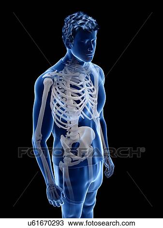 Human skeleton, illustration View Large Photo Image Stock Image - Human skeleton, illustration. Fotosearch